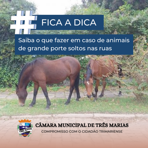 #FICA A DICA: Saiba o que fazer em caso de animais de grande porte soltos nas ruas