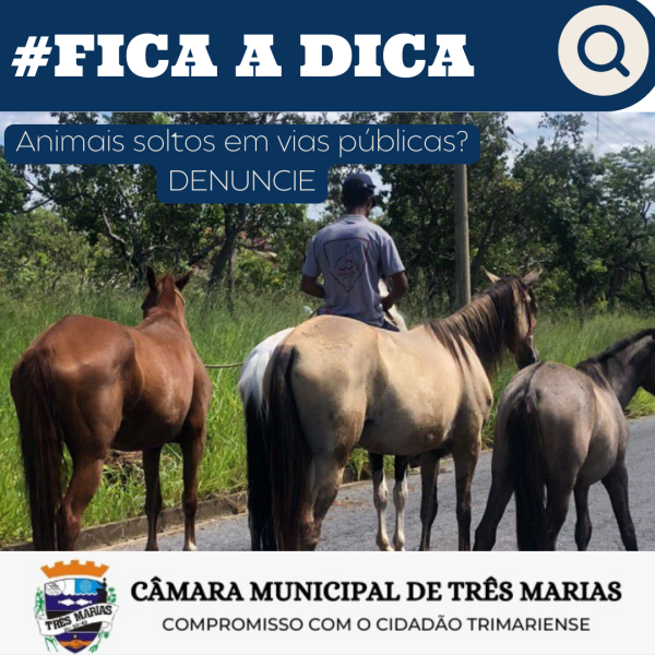 #FICA A DICA: Animais soltos em vias públicas? DENUNCIE